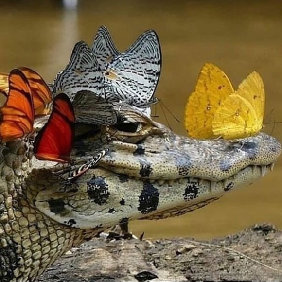 Meet your Posher, Alice - Picture 1 of 1